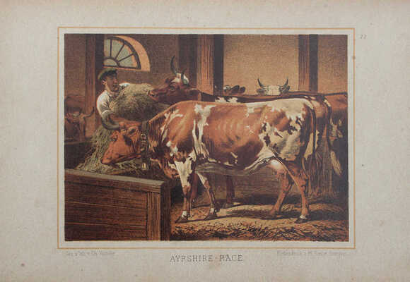 [Рюфф А. Породы крупного рогатого скота, их развитие, распространение и использование].